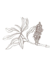 Coastal Banksia Seedpod No.3 - Small Greeting Card CARDS GE WARBURTON 