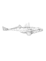 Dusky Flathead - Small Greeting Card CARDS GE WARBURTON 