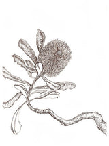 coastal banksia flower - small greeting card CARDS GE WARBURTON 