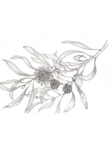 pin-cushion hakea - small greeting card CARDS GE WARBURTON 