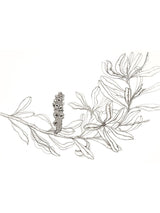 Coastal Banksia Seedpod No.4 - small greeting card CARDS GE WARBURTON 