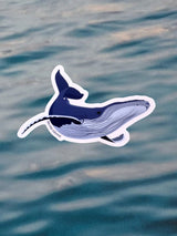 Waterproof Sticker - Humpback Whale STICKERS SAILFISH CREATIVE 